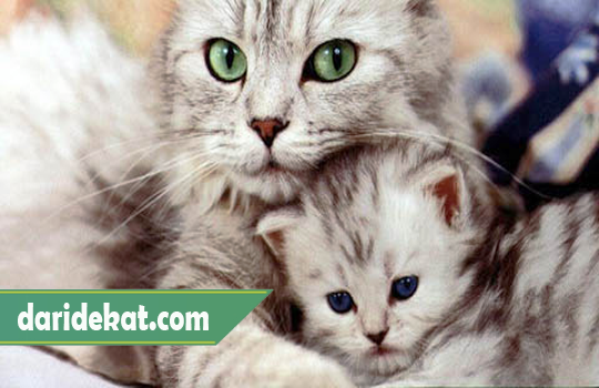 Alasan Kucing Makan Anaknya Sendiri