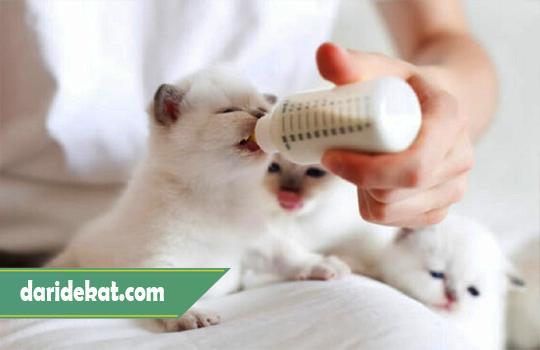 Alternatif Pengganti Susu untuk Anak Kucing Baru Lahir