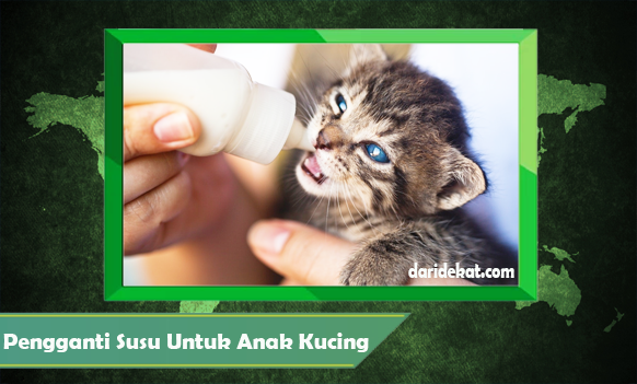Alternatif Pengganti Susu untuk Anak Kucing