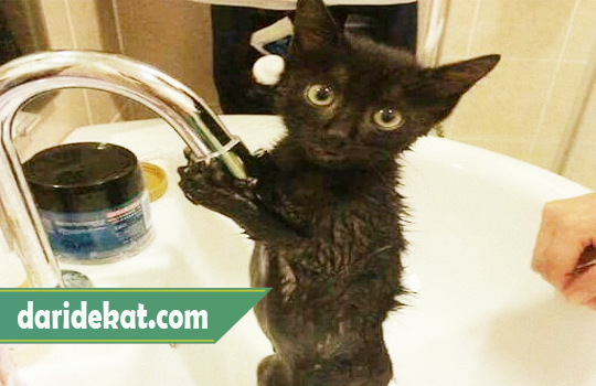 Cara Memandikan Anak Kucing Yang Takut Air