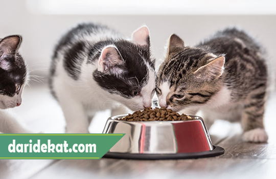 Cara Memberi Makan Kucing Peliharaan Yang Benar