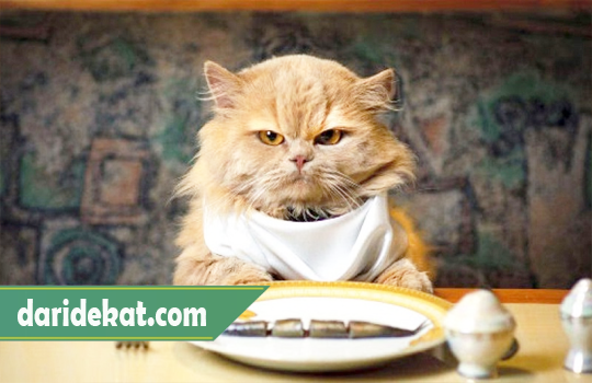 Cara Membuat Makanan Kucing Sendiri yang Sehat