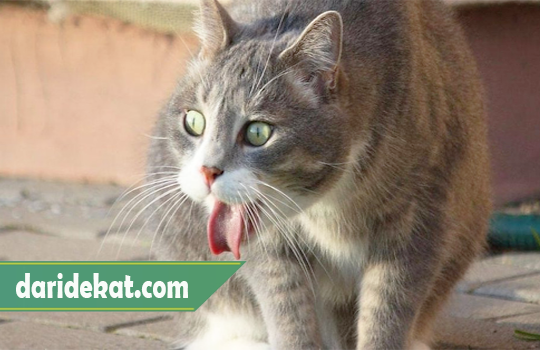 Cara Mengatasi Kucing Keracunan Makanan