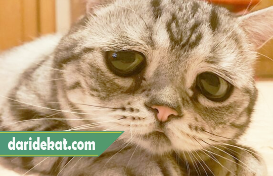 5 Cara Mengatasi Kucing Stres Secara Baik dan Ciri-ciri Kucing Stres