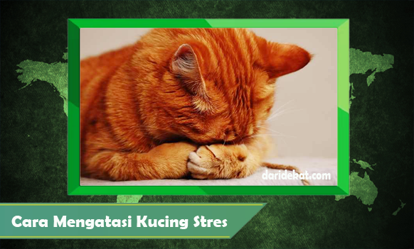 Cara Mengatasi Kucing Stres