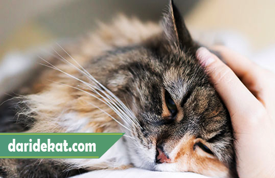 Cara Mengobati Kucing Demam Yang Benar dan Aman Serta Manjur