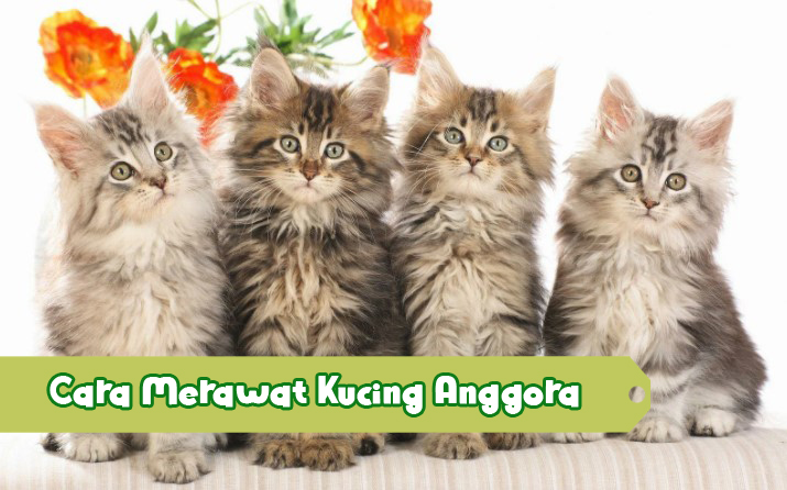 Cara-Merawat-Kucing-Anggora