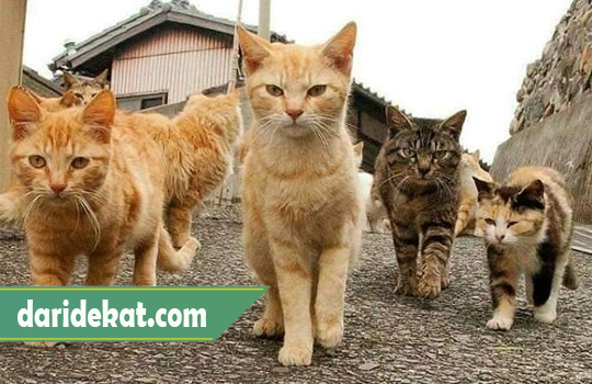Cara Merawat Kucing Kampung Agar Cantik, Sehat dan Imut