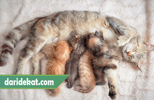 Ciri-ciri Kucing Mau Melahirkan dan Cara Menangani Kucing Lahiran