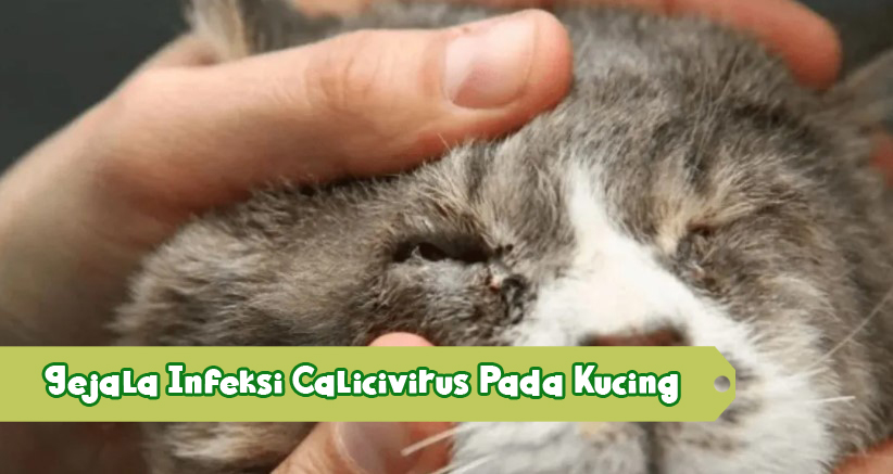 Gejala-Infeksi-Calicivirus-Pada-Kucing