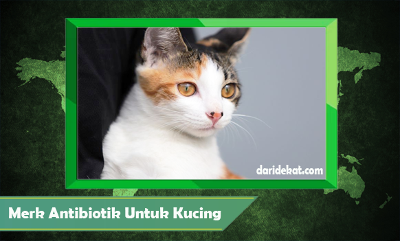Merk Antibiotik Untuk Kucing Yang Aman dan Cara Penggunaannya