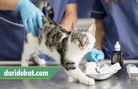 Merk Antibiotik Untuk Kucing