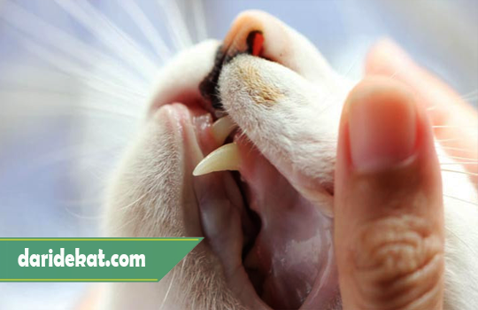 Penyebab Mulut Kucing Bau dan 5 Cara Untuk Mengatasinya