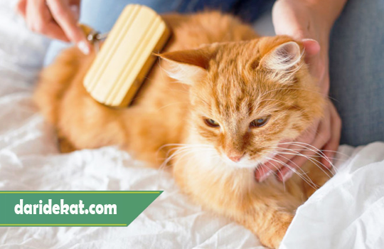 Vitamin Bulu Kucing Terbaik dan Murah