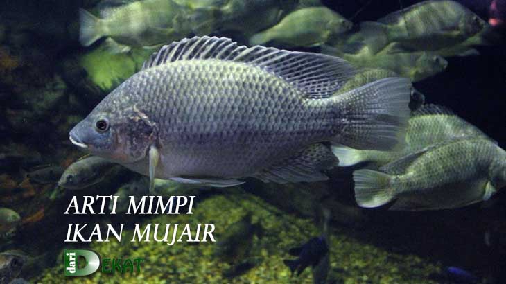 Arti Mimpi Ikan Mujair