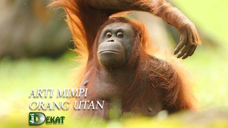 Arti Mimpi Orang Utan